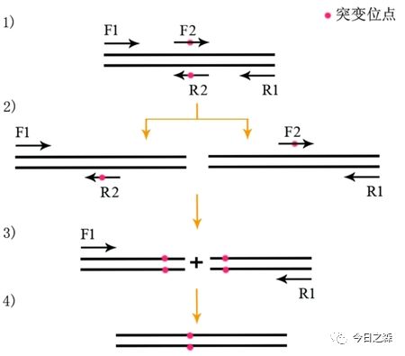 引物分类设计方案[引物设计的六大原则]